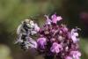 Megachile sp.